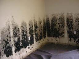 test black mold in your home